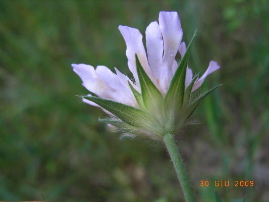 Dipsacaceae - Knautia sp.
